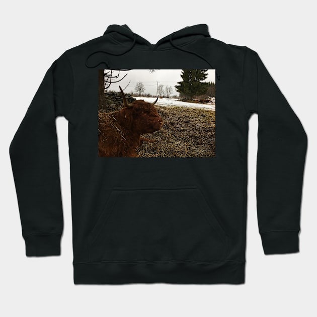 Scottish Highland Cattle Cow 2313 Hoodie by SaarelaHighland